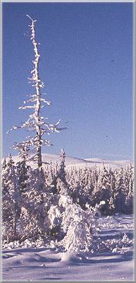 Typical spruce forest on the 800 m level